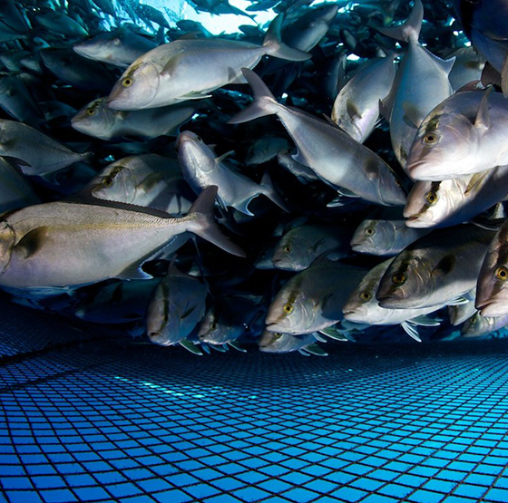 PSA Oksijen Jeneratörü Uygulaması